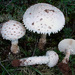 Barefoot Amanita - Photo (c) Dan Pool, some rights reserved (CC BY-NC), uploaded by Dan Pool