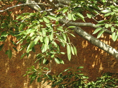 Ficus amplissima