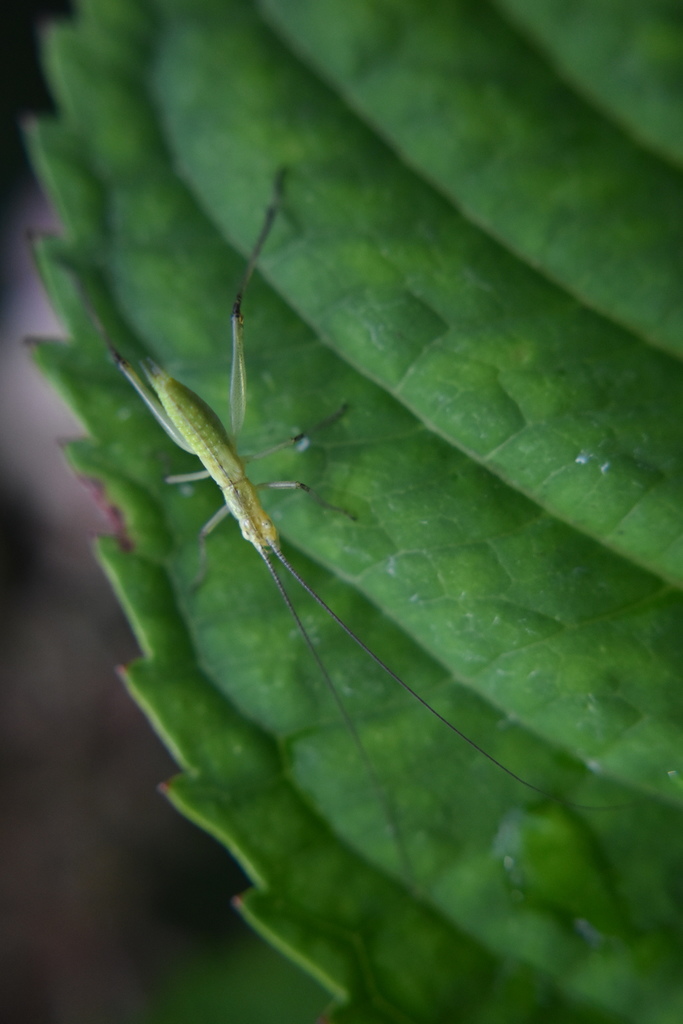 Forbes' Tree Cricket from 23033 Co Rd 45, Goshen, IN 46528, USA on August 01, 2021 at 0346 PM