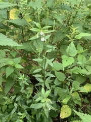 Epilobium roseum