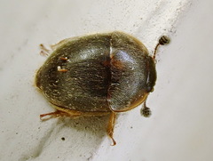Amphicrossus ciliatus