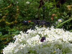 Ammophila urnaria