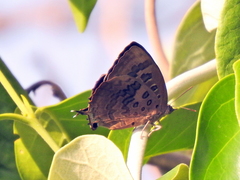 Arhopala amantes