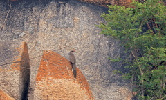 Taccocua leschenaultii