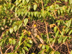 Pycnonotus xantholaemus