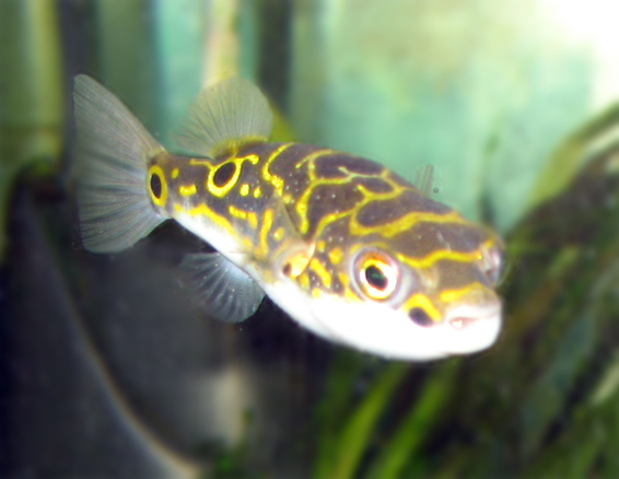 Eyespot Puffer