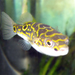 Eyespot Puffer - Photo (c) ColdmachineUK, some rights reserved (CC BY-SA)