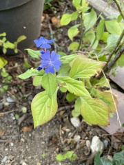 Ceratostigma plumbaginoides
