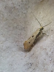 Tinea trinotella