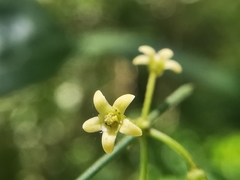 Orthosia kunthii