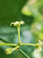 Orthosia kunthii
