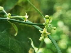 Orthosia kunthii