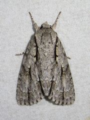 Acronicta texana