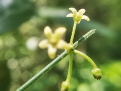 Orthosia kunthii