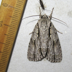 Acronicta texana