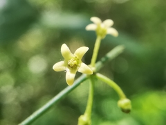 Orthosia kunthii