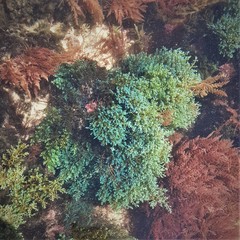 Ericaria selaginoides
