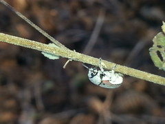 Megalostomis dimidiata