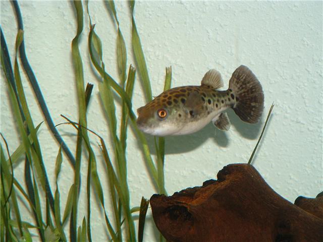 Saba Puffer