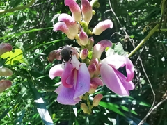 Canavalia septentrionalis