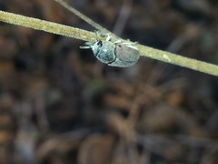 Megalostomis dimidiata