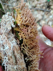 Ramaria rubella