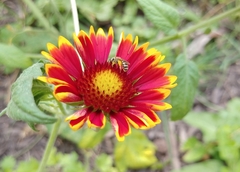 Halictus ligatus