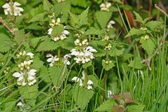 Lamium album