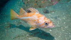 Canary Rockfish photo 1