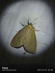 Neochera inops