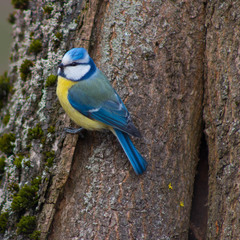 Cyanistes caeruleus