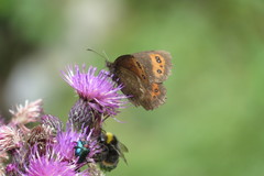 Erebia ligea