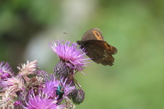 Erebia ligea