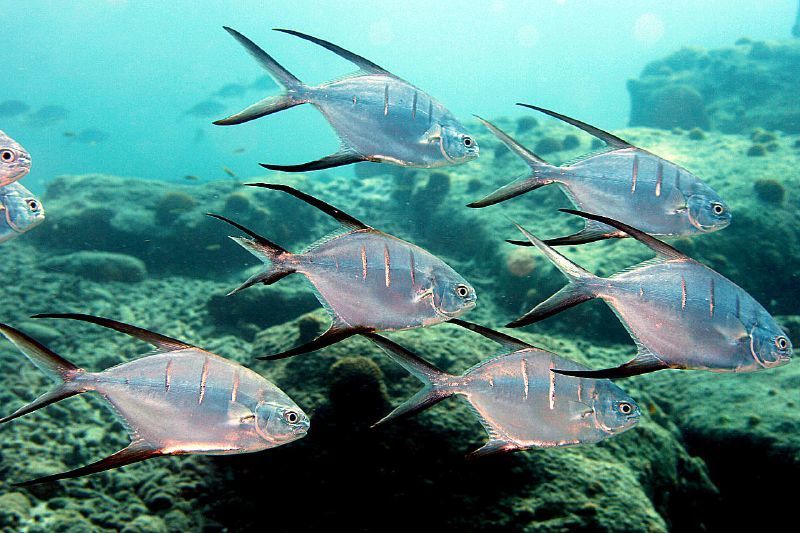 Palometa