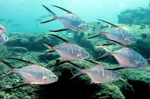 Palometa