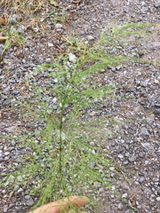 Equisetum sylvaticum