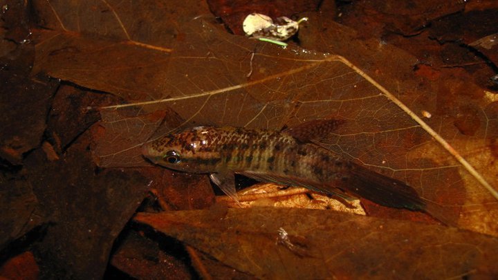Combattant prima (Betta prima)