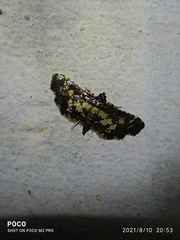 Eurrhyparodes bracteolalis