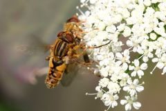 Parhelophilus versicolor
