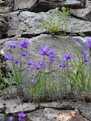 Campanula serrata
