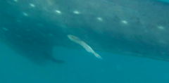 Remora