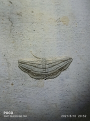 Scopula opicata