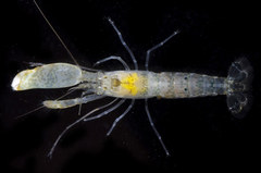 Alpheus paracrinitus