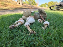 Chlorophyllum molybdites