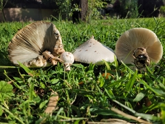 Chlorophyllum molybdites