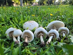Chlorophyllum molybdites