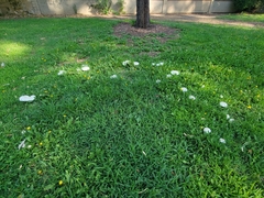 Chlorophyllum molybdites