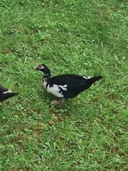 Cairina moschata domestica