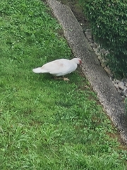 Cairina moschata domestica