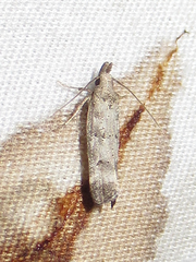 Dichomeris inversella